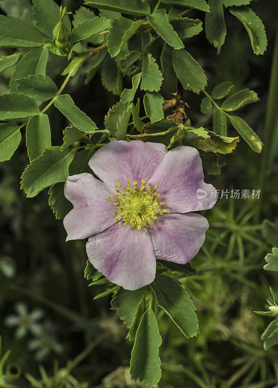 Rosa woodsii是一种玫瑰，俗称山玫瑰或森林玫瑰。内华达山脉东侧，因约国家森林，麦吉溪峡谷，莫诺县。蔷薇科。